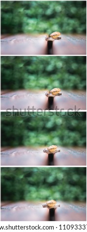 Collage : A cute small snail is crawling slowly on wooden slath with green plant on the background / colorful fresh feeling picture