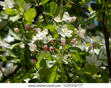 Spring flowers on the branches of a tree