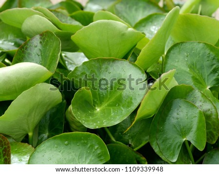 Green leaves of water fringe, fringed water lily or floating heart plant background