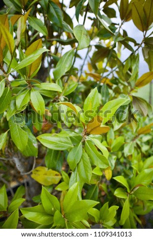 Beautiful magnolia leaves in a tropical park as a background
