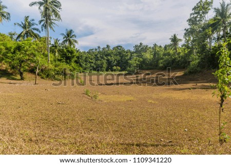 Coconut trees on the fields with the clear blue sky as the background