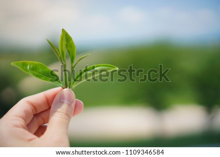 Fresh tea leaves in woman hand at tea plantation. sky background. Copy space.