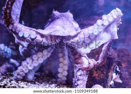 Beautiful Sea World. Sea octopus.