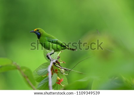 Golden-fronted leafbird (Chloropsis aurifrons) is a species of leafbird. It is found from the Indian subcontinent and south-western China, to south-east Asia and Sumatra.Green leafbird in Thailand.