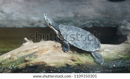 Picture of a water turtle in the zoo.