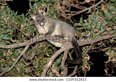 The common brushtail possum (Trichosurus vulpecula, from the Greek for "furry tailed" and the Latin for "little fox", previously in the genus Phalangista. On the tree