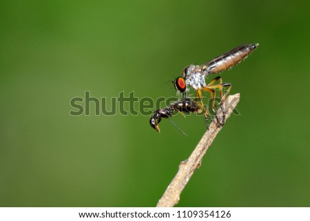 Image of Robber fly(Asilidae) eat the bait on a tree branch. Insect. Animal.