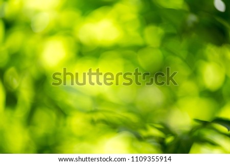 abstract, Green leaf bokeh nature dark green background.