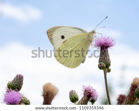 Large cabbage white butterfly feeding on thistle. Pieris brassicae, beautiful spring scene.