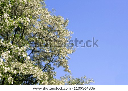 Brightly flowering tree in white color, blue sky half the picture