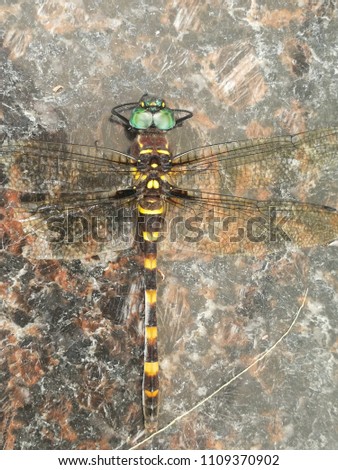 dead dragonfly with broken wings