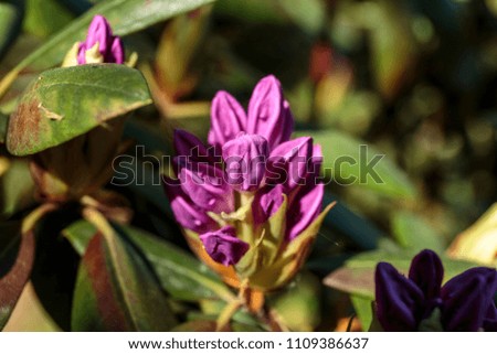Ultra violet nerium, purple oleander, blooming mauve oleander 2018