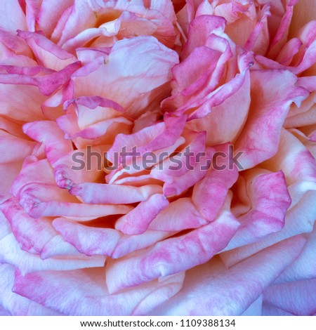 Fine art still life color macro flower photography of white light pink rose petals with detailed texture 