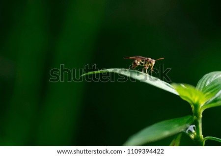 A close up picture of wasp on the leaves