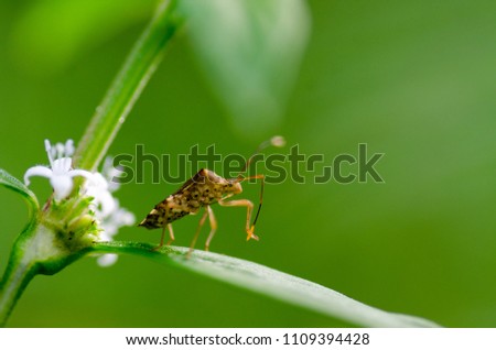 A picture of an insect that called as assasin bug doing some action on a leave