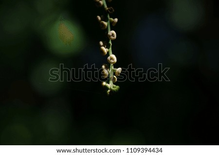 A close up picture of fruit flowers with awesome bokeh effect