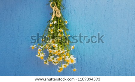 chamomile flowers on blue wall for background