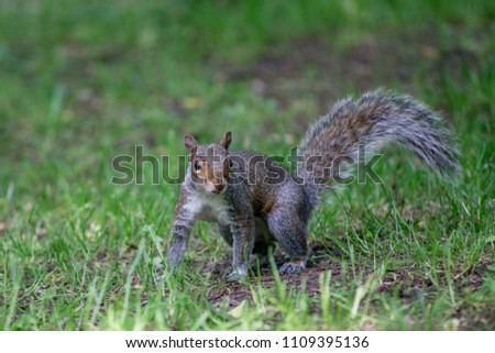 Squirrel in a public park. Middlesbrough, England.