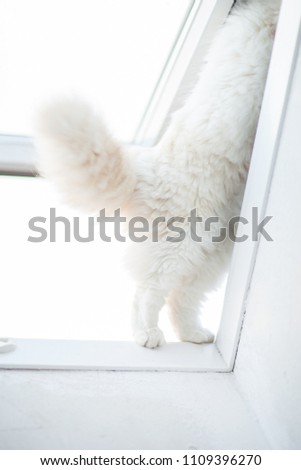 curious cat, cat paws balance on the windowsill