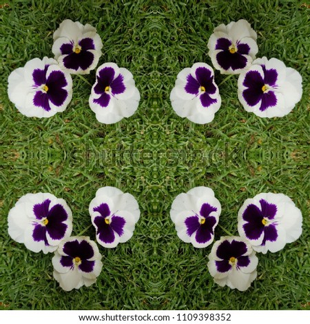 frame with white pansy flowers with purple on the grass,  background and texture 