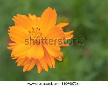 marigold flower on soft background