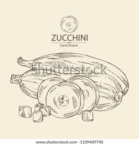Zucchini:  full zucchini, slice of zucchini. Vector hand drawn illustration.