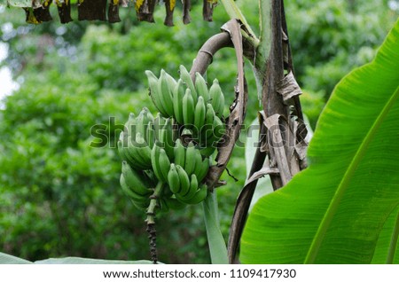 A picture of banana fruit on the tree