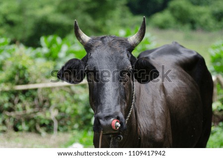 A picture of black cow in the farm showing its horns with different angle