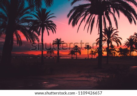 Background sunset with silhouette palm trees Royalty-Free Stock Photo #1109426657