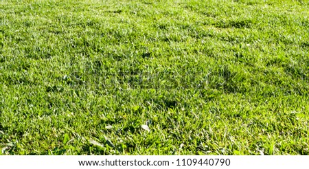 field of green spring grass. background, texture.
