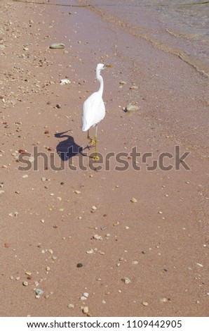 Beautiful white egret walking along the sandy beach on the sea