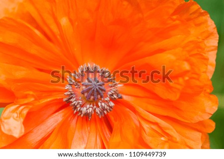 Macro of Single Flowering Red Poppy flower in spring. outdoor shot in the field with shallow depth of field. focus on pistil and stamen