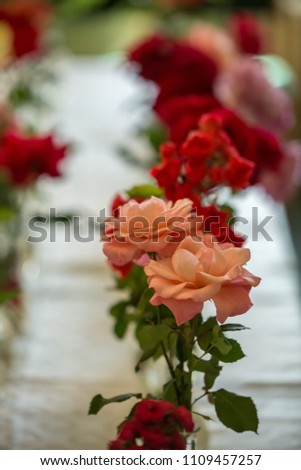 Beautiful colorful rose flowers