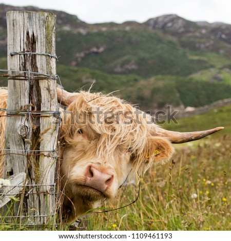 Scottish highlander in Scotland Royalty-Free Stock Photo #1109461193