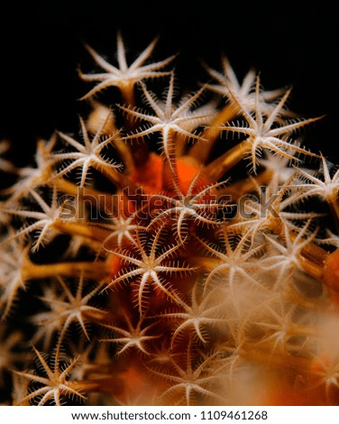 Soft coral, Lembeh, Indonesia