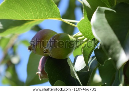 A green pear growing on a tree. Colors of nature.