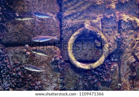 underwater anchor background flooded old dock stone purple wall fishes molluscs attached .