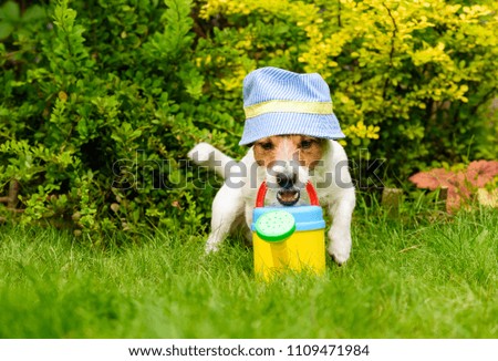 Dog as funny gardener wearing panama sun hat with watering can at backyard garden lawn