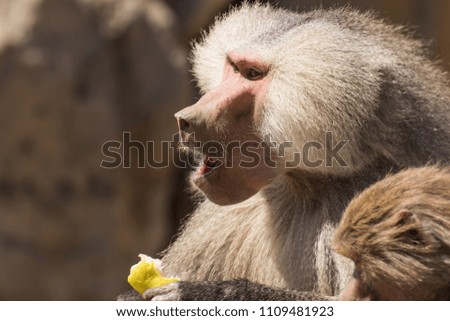 Baboons in the wild