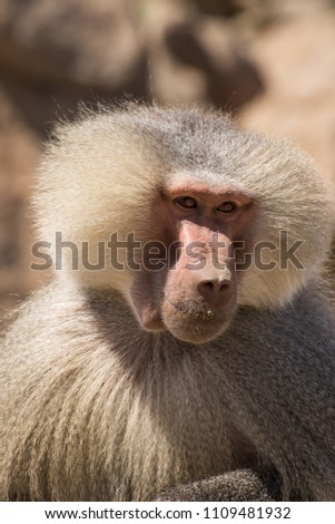 Baboons in the wild