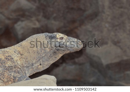 A Komodo dragon