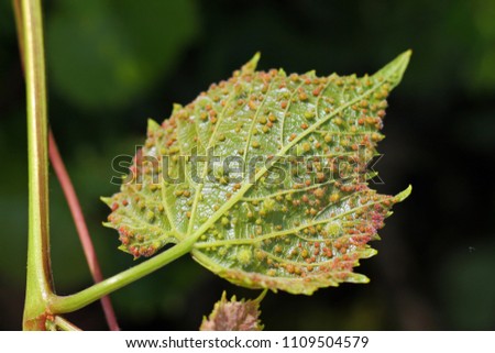 Grape phylloxera (Daktulosphaira vitifoliae) on the vine leaves.