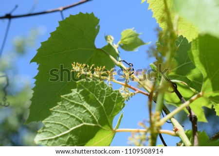 Photo of a vineyard. Colors of nature. Garden, agriculture.