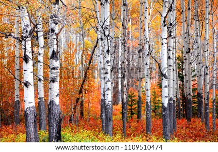 Aspen trees in Banff national park in autumn time Royalty-Free Stock Photo #1109510474