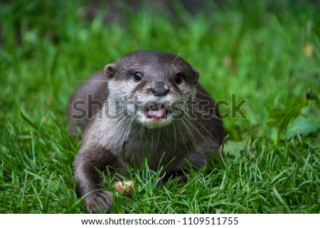 single isolated otter in the grass facing the spectator