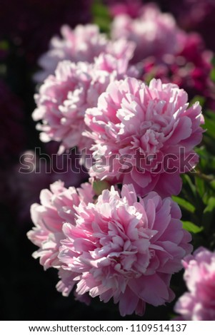 Pink and white peonies in the garden. Blooming pink and white peonies. Selective focus. Shallow depth of field.