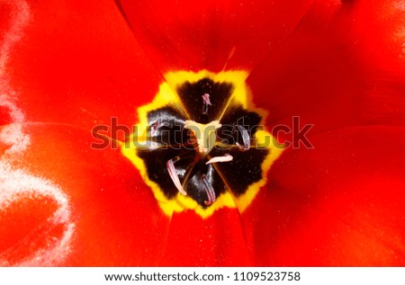 Extreme close up of an open red tulip with petals glowing in the bright sun light. Top view macro photo of the  flower depicting beauty of nature.  