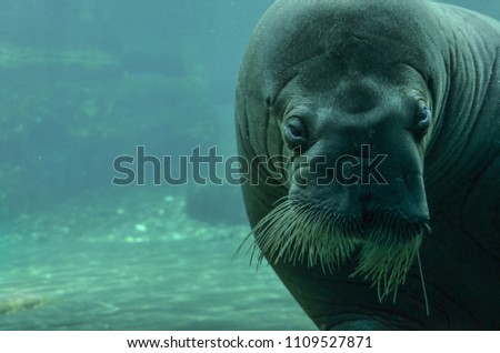 Walrus looking right at you underwater