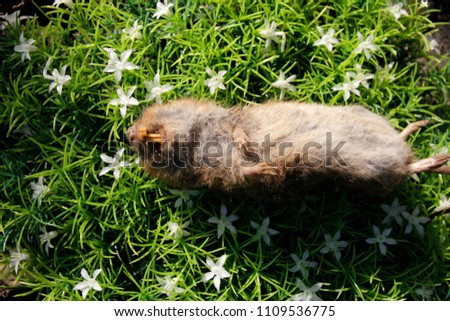 dead vole mouse on plastic lawn