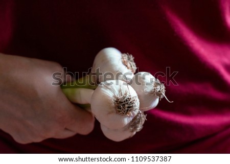 young garlic in hand on a dark background close up